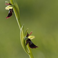 Ophrys insectifera