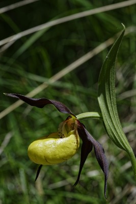 Cypripedium calceolus, détail d'une fleur