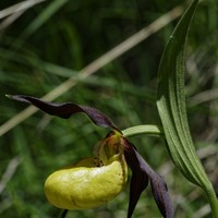 Cypripedium calceolus, détail d'une fleur