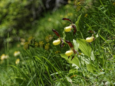 Cypripedium calceolus, orchidée grégaire