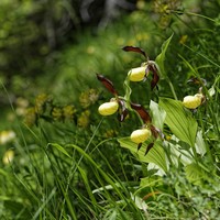 Cypripedium calceolus, orchidée grégaire