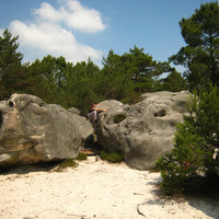 Fontainebleau > 3 Pignons > Rocher des Potêts > Thom dans le n°8 (?) du circuit jaune