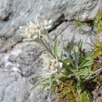Some flowers