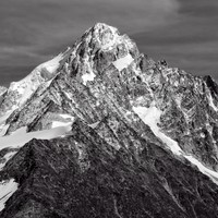 Chardonnet