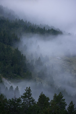 passages brumeux dans les pins passages brumeux dans les pins
