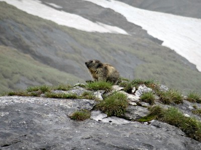 Marmotte