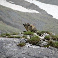 Marmotte