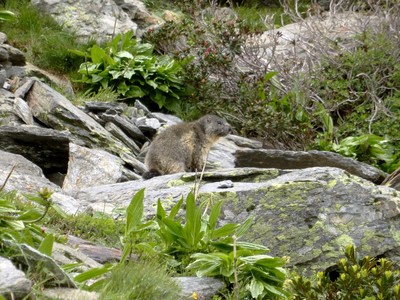 Marmotte