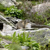 Marmotte