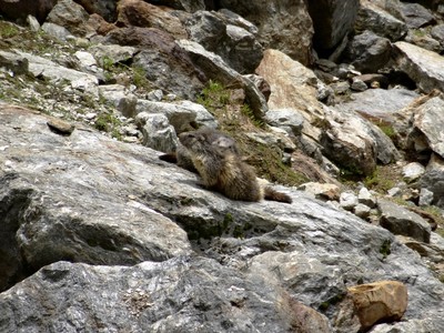 Marmotte