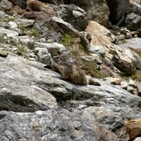 Marmotte