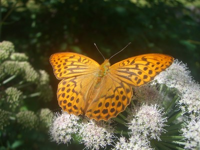 papillon au Lauvitel papillon au Lauvitel