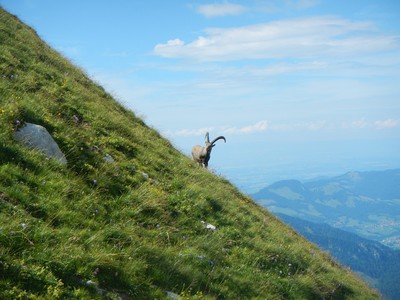 Vanil Noir Vanil Noir