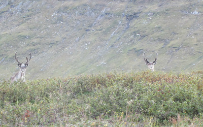 Qui va là ?! Qui va là ?!
