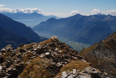 Pecore sulla resta SSW del Pizzo Somma Valle Pecore sulla resta SSW del Pizzo Somma Valle