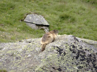 Marmotte