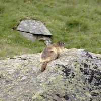 Marmotte