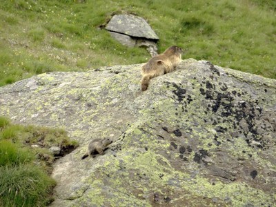 Marmottes