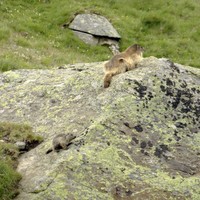 Marmottes