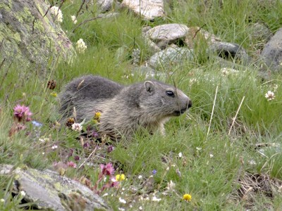 Marmotte