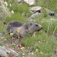 Marmotte