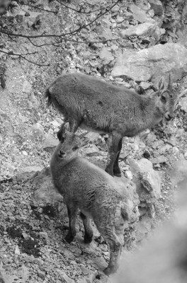 RandoVercors RandoVercors