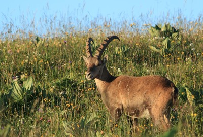 Levé du jour Levé du jour