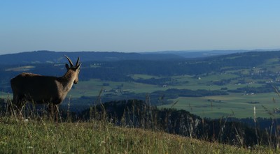 Contemplation vallée de la Sagne Contemplation vallée de la Sagne