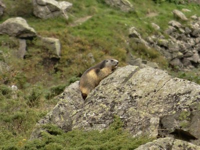 Marmotte au parking