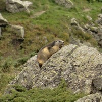 Marmotte au parking