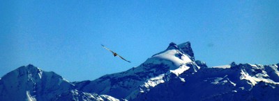 Gypaète Pleureur (Mt.) Gypaète Pleureur (Mt.)