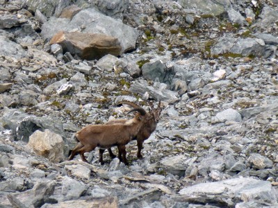 Baisé de bouquetins Baisé de bouquetins