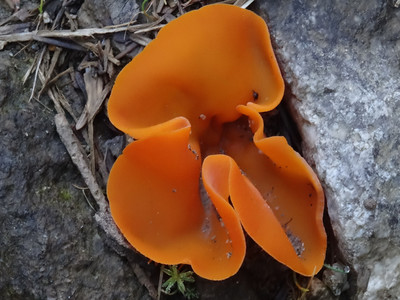 fleur mystére fleur mystére