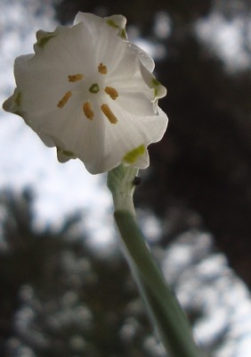 le printemps revient le printemps revient