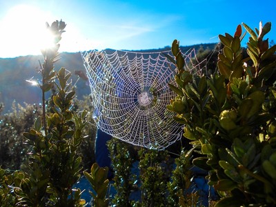 Rosée verdonesque Rosée verdonesque