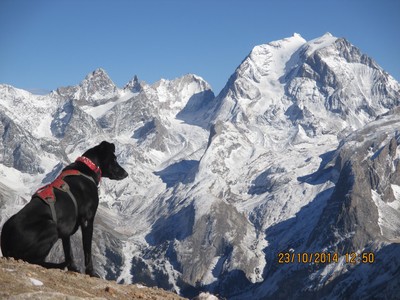C'est vraiment beau la montagne wouf wouf !!!!