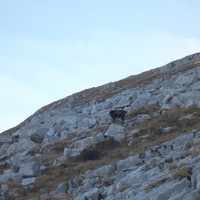Chamois