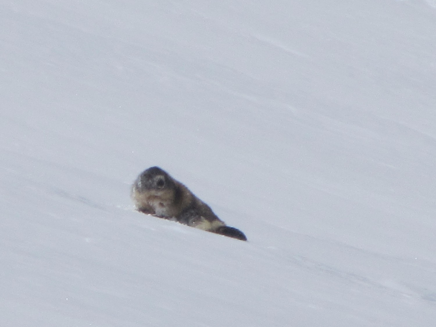 una marmotta acquattata al mio passaggio.... torna nella tana è troppo presto ancora! una volpe ha già fatto festa con tua cugina a Ciamporino!!!
