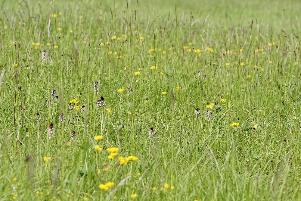 Neottina ustulata dans leur biotope
