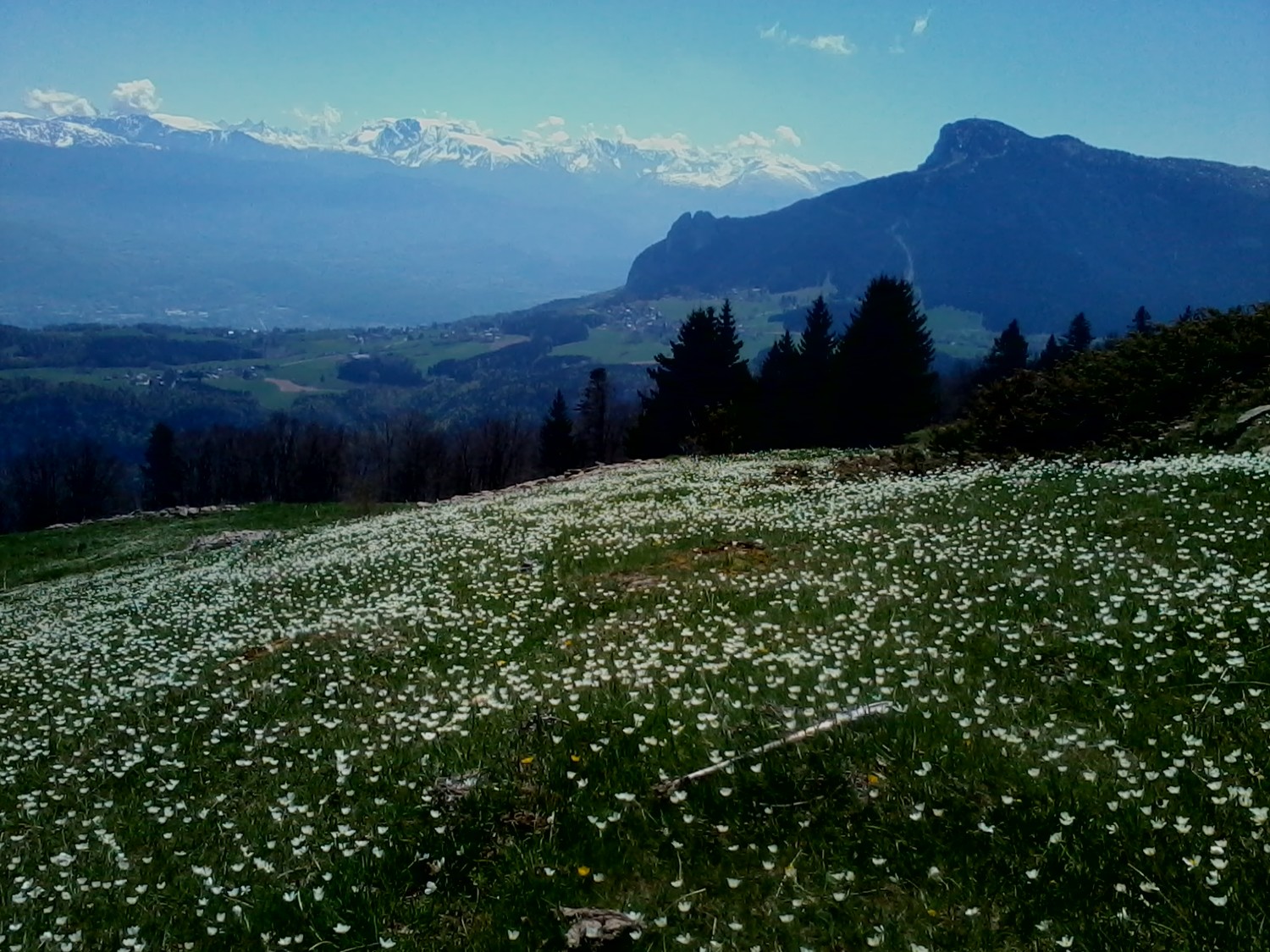 Un tapis d'anémones (?) et Belledonne en arrière-plan : quoi de mieux pour le moral !