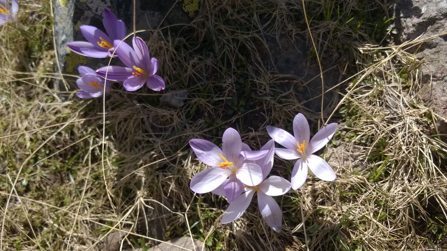 Safranu Corsu