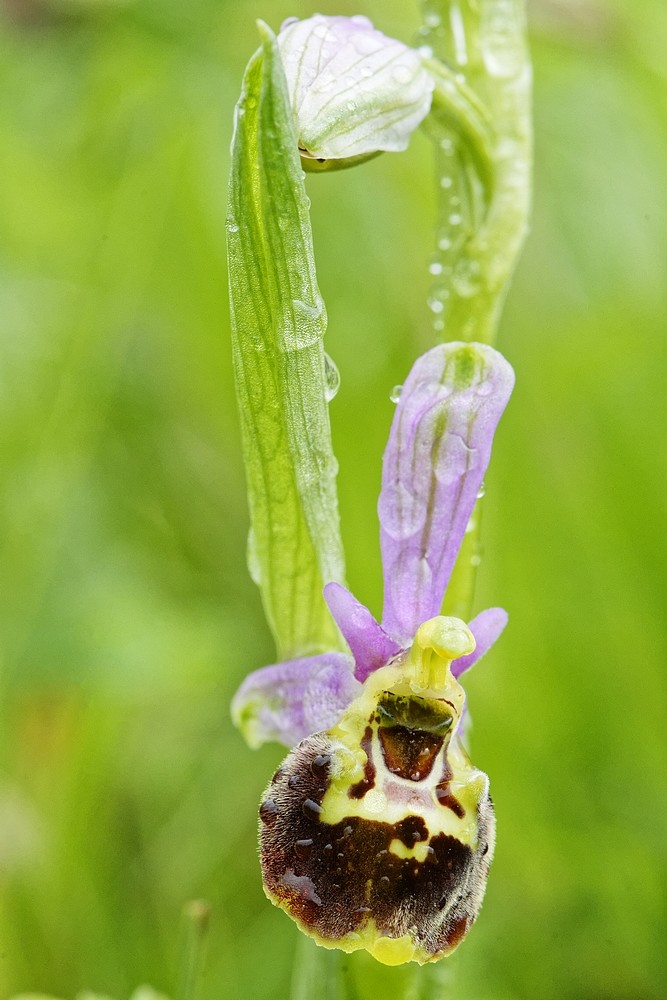 Fleur d'ophrys X albertiana