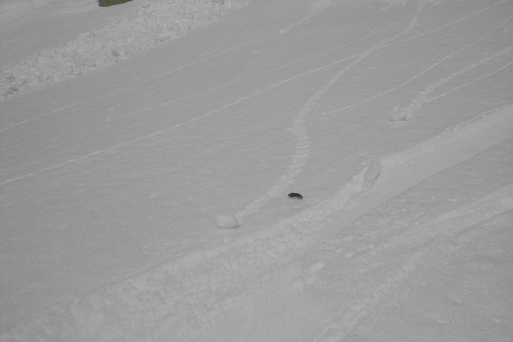 une souris