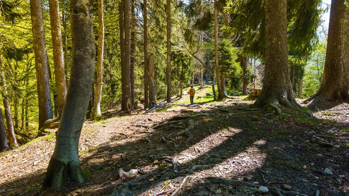 La véritable histoire du petit chaperon rouge.