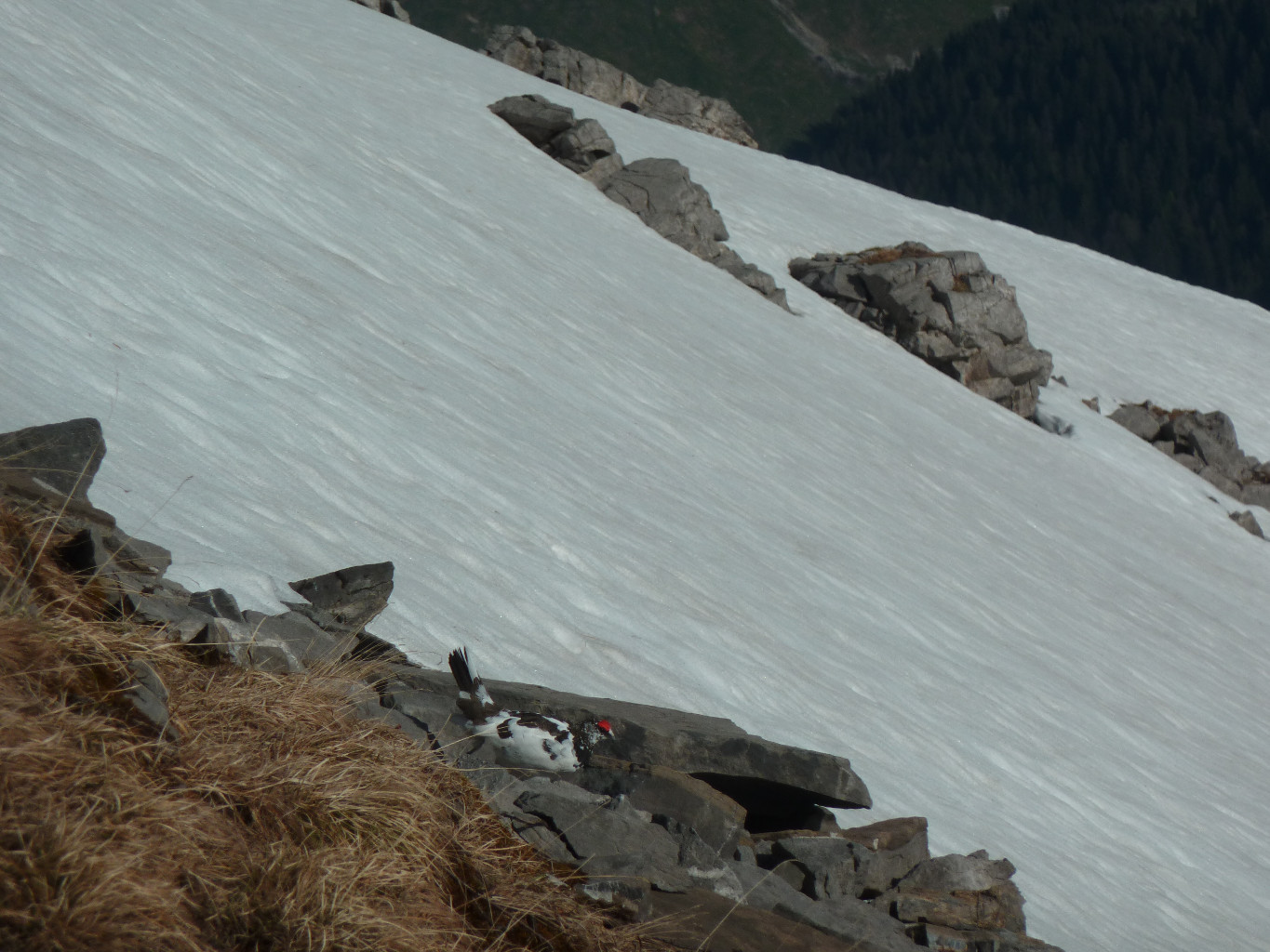 Pointe de Vorlaz, 10 mai 2015