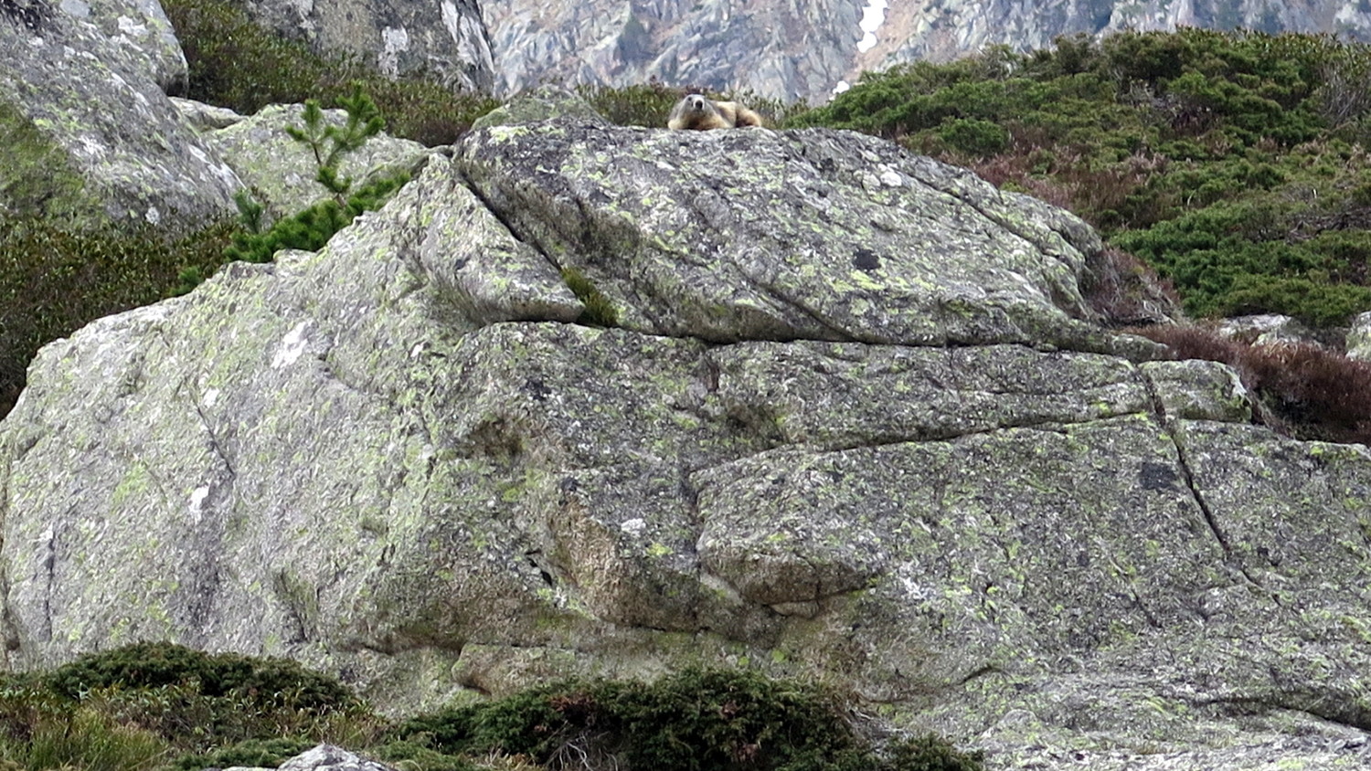 Marmotte au sortir de l'hiver (rachitique ?!)