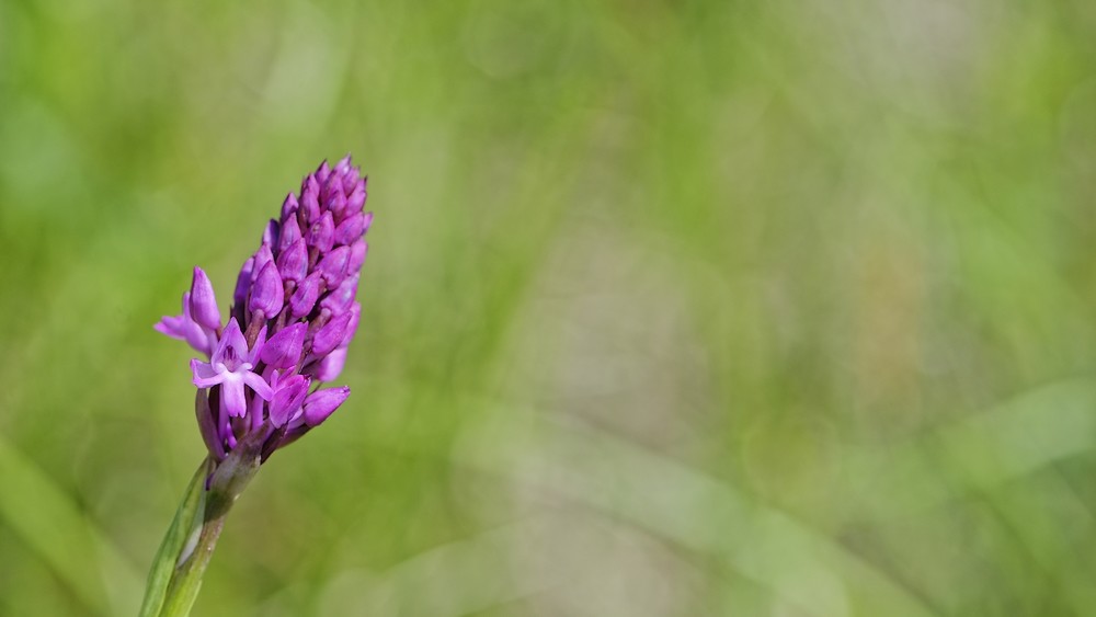 Anacamptis pyramidalis en début de floraison