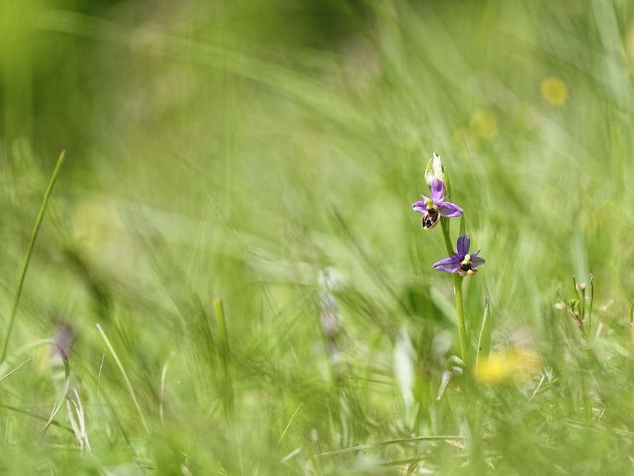 Ophrys fuciflora perdue dans les herbes