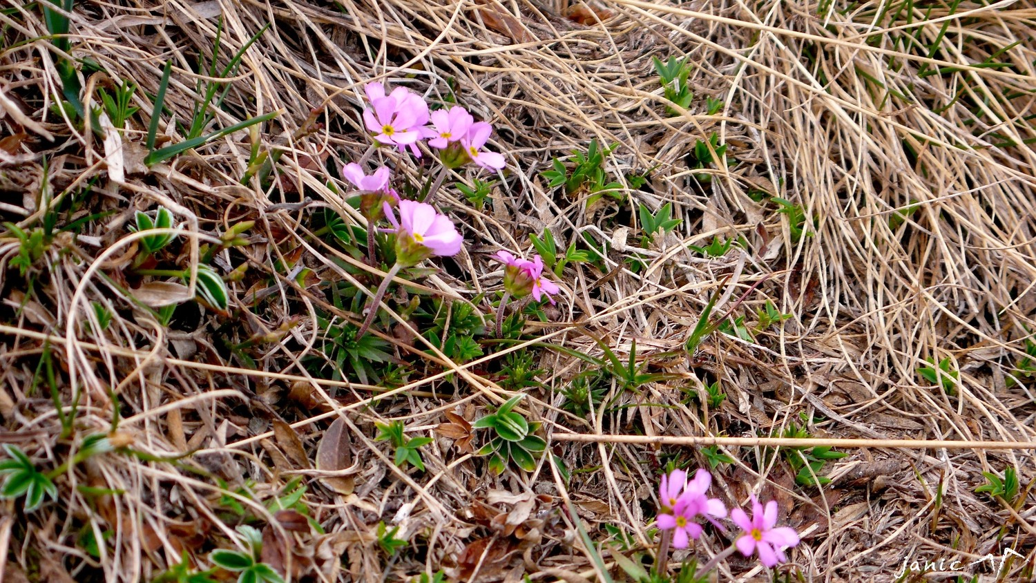 Primevère à feuilles entières (Primula integrifolia)