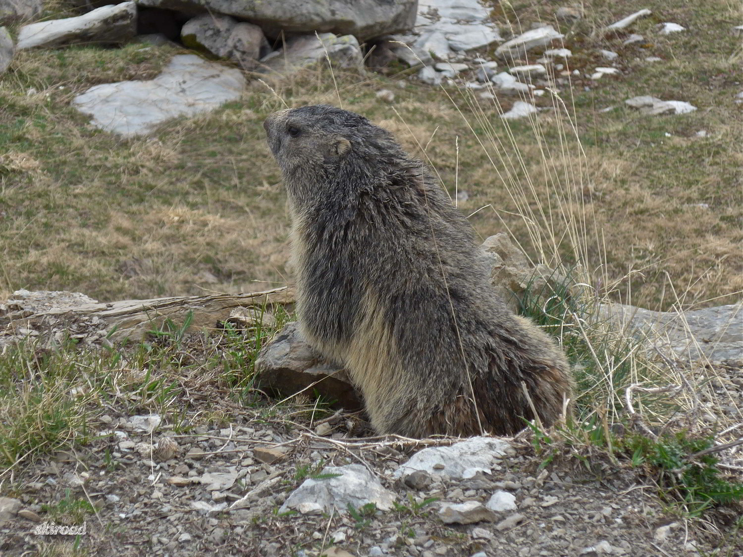 He oui les marmottes sont de sortie depuis longtemps.